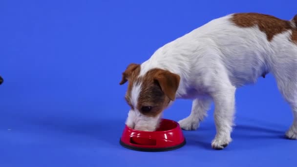 Três cães Jack Russell caminham até uma tigela vermelha de comida para animais de estimação e comem. Animais de estimação no estúdio em um fundo azul. Movimento lento. Fechar. — Vídeo de Stock