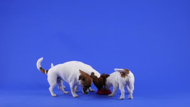 Trei câini Jack Russell merg până la un bol roșu cu mâncare pentru animale de companie și mănâncă, fiecare trăgând farfuria spre ei. Animale de companie în studio pe un fundal albastru. Slow motion . — Videoclip de stoc