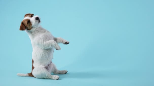 Ein dressierter Hund der Rasse Jack Russell Terrier sitzt auf seinen Hinterbeinen und hält seine Vorderbeine in der Luft. Haustier im Studio auf bläulichem Hintergrund. Zeitlupe. Nahaufnahme. — Stockvideo