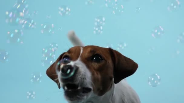Grappige Jack Russell heeft plezier in de studio op een blauwachtige achtergrond. Het huisdier vangt met zijn mond zeepbellen die om hem heen vliegen. Langzame beweging. Sluiten.. — Stockvideo