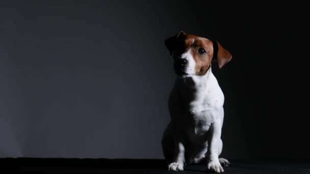 Cane Jack Russell Terrier razza in posa in studio su uno sfondo sfumato nero. L'animale domestico si siede e guarda avanti con attenzione. Al rallentatore. Da vicino.. — Video Stock