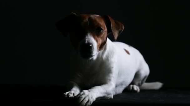 Tired Jack Russell lies and looks in front of him while blinking often so as not to fall asleep. Pet in a dark studio on a black background. Silhouette. Slow motion. Close up. — Stock Video