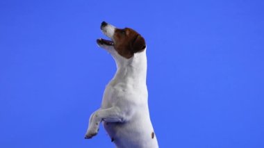 Jack Russell Terrier stüdyoda mavi arka planda bir sahne sergiliyor. Evcil hayvan arka ayakları üzerinde duruyor, yan görüş. Ağır çekim. Kapat..