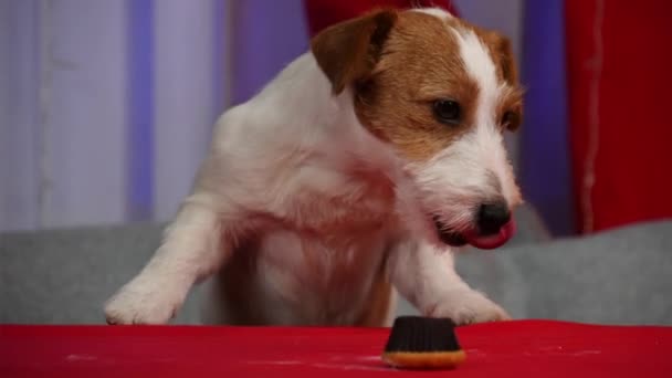 Jack Russell climbs his front paws on the table with a red tablecloth and licks the muffins that lie on it. A pet in a room decorated for the New Year. Slow motion. Close up. — Stock Video