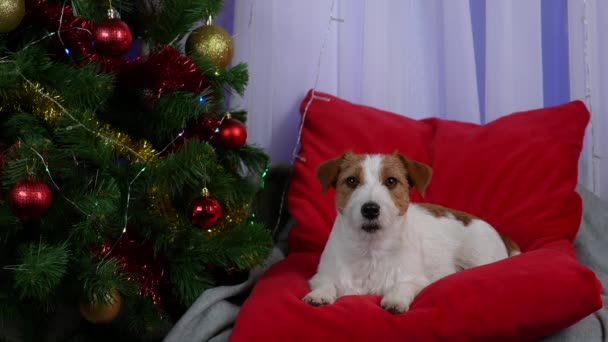 Jack Russell está deitado em um travesseiro vermelho em um quarto decorado junto à árvore de Natal. O animal olha para a frente com cuidado. Conceito de Natal acolhedor. Movimento lento. Fechar. — Vídeo de Stock