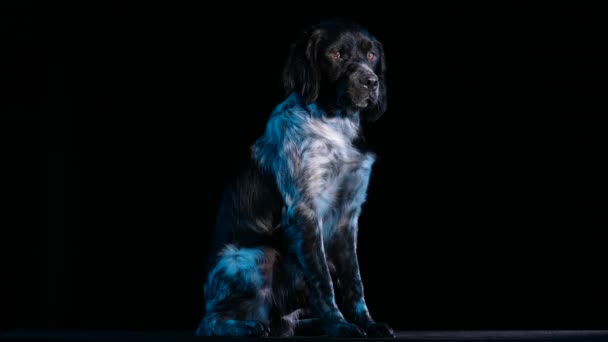 Brittany Spaniel posiert im Studio vor schwarzem Hintergrund. Das Haustier sitzt regungslos da und schaut rüber. Zeitlupe. Nahaufnahme. — Stockvideo