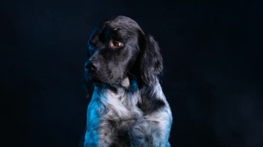 Stüdyoda bir Breton Epagnole 'un ön portresi, siyah bir arka planda. Köpek oturur ve önüne bakar, evcil hayvanın arkasında duman vardır. Köpeğin ağızlığını kapat. Yavaş çekim.