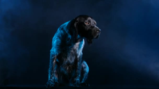 Brittany Spaniel sits in full growth in a dark smoky studio against a black background. The pet looks in front of him, then bows his head down. Slow motion. Close up. — Stock Video