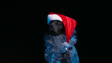 Stüdyoda oturan bir Breton Epagnol 'un ön görüntüsü. Evcil hayvanın boynunda yeni yıl için gümüş bir süs ve kafasında da kırmızı bir Noel Baba şapkası var. Ağır çekim. Kapat..