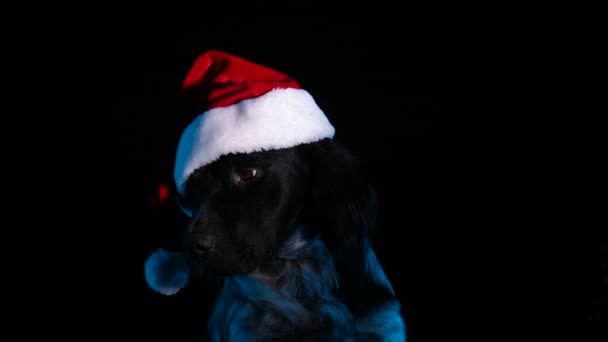 Portrait of Brittany Spaniel in a red Santa Claus hat in a dark studio on a black background. The sleepy pet yawns with its mouth wide open. Close up of a dogs muzzle. Slow motion. — Stock Video