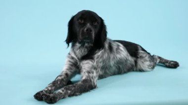 Brittany Spaniel stüdyoda poz veriyor. Köpek ön ve arka bacakları açılıp kameraya bakar. Ağır çekim. Kapat..