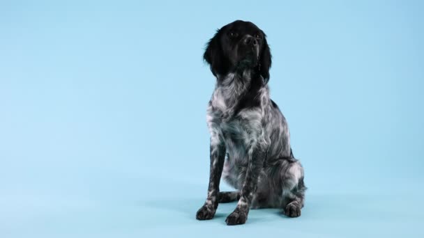 Bretagne spanjor poserar i studion på en blåaktig bakgrund. Husdjuret sitter i full tillväxt och tittar upp. Sakta i backarna. Närbild. — Stockvideo