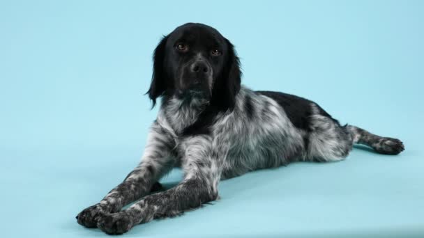 Brittany Spaniel posando en el estudio sobre un fondo azulado. El perro yace con las patas delanteras y traseras extendidas y mira a la cámara. En cámara lenta. De cerca.. — Vídeos de Stock