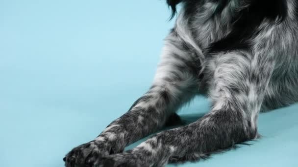 Brittany Spaniel posando deitada no estúdio em um fundo azulado. O movimento da câmera das patas dianteiras do cão para o rosto. Movimento lento. Fechar. — Vídeo de Stock