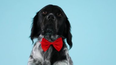 Breton Epagnole kırmızı bir papyon takıyor ve stüdyodaki kameraya mavi bir arka planla bakıyor. Köpeğin ağızlığını kapat. Yavaş çekim.