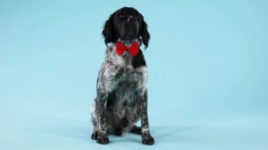 Stüdyoda mavimsi arka planda kırmızı papyonlu yakışıklı Brittany Spaniel. Hayvan oturur ve etraftaki her şeyi dikkatle inceler. Ağır çekim. Kapat..