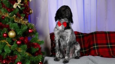 Kırmızı papyon takan Breton Epagnol süslü bir odada Noel ağacının yanında oturuyor. Evcil hayvan bakışlarını yana çevirdi. Noel zamanı. Yeni yıl. Ağır çekim. Kapat..