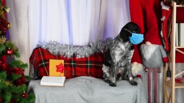 Tıbbi maske takan Breton Epagnol, Noel ağacının yanındaki dekore edilmiş bir odada bir kanepede oturuyor. Coronavirus, covid-19 konsepti, karantina, izolasyon. Noel zamanı. Yeni yıl. Ağır çekim. Kapat..