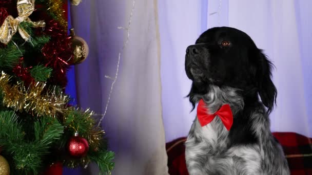Портрет Бретона в кімнаті, прикрашеній на Новий рік поруч з деревом. Тваринка сидить у червоній краватці лука і дивиться перед собою, не кліпаючи. Різдво. Новий рік. Повільніше. Зачиніть.. — стокове відео
