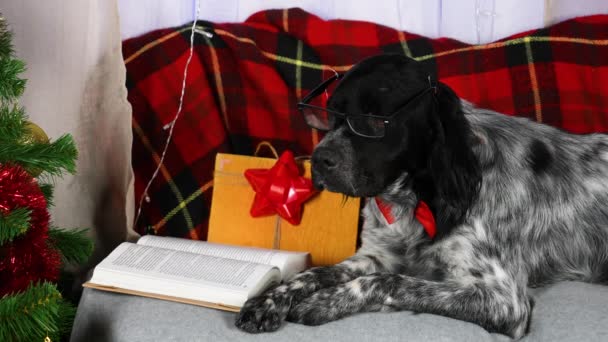 Breton Epagnol leży na kanapie obok prezentu przy choince. Zwierzątko w czerwonej muszce i okularach spędza czas czytając książkę w oczekiwaniu na wakacje. Zwolnij trochę. Zamknij się.. — Wideo stockowe