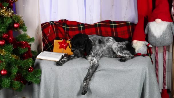 Der Bretonier Epagnol liegt auf der Couch neben dem Weihnachtsbaum. Ein Haustier mit roter Fliege und Brille, dessen Vorderpfote vom Sofa baumelt, verbringt die Zeit damit, ein Buch zu lesen. Zeitlupe. Nahaufnahme. — Stockvideo