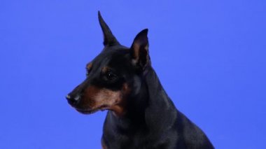 Stüdyoda mavi arka planda minyatür bir pinscher portresi. Hayvan dikkatlice bir şeyi inceler ve üçgen dik kulaklarını oynatır. Köpeğin ağızlığını kapat. Yavaş çekim.