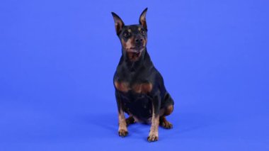 Minyatür Pinscher mavi arka planda stüdyoda poz veriyor. Evcil hayvan tamamen büyümüş ve dikkatli bir şekilde önüne bakıyor. Ağır çekim. Kapat..