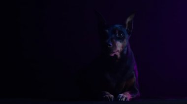 Minyatür pinscher, karanlık bir stüdyoda pembe neon ışıkta siyah bir arkaplanda yatıyor. Evcil hayvan konsantrasyonla önüne bakar, sonra ön pençeleri üzerinde ayağa kalkar. Ağır çekim. Kapat..