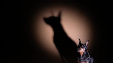 Bir minyatür sahne ışıkları altında karanlık bir stüdyoda poz veriyor. Evcil hayvan oturur ve önüne bakar, büyük gölgesi duvarın arkasında sergilenir. Ağır çekim. Kapat..