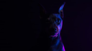 Karanlık bir stüdyoda, pembe neon ışıkta siyah bir arkaplanda minyatür bir pinscher 'ın ön portresi. Köpeğin ağızlığını kapat. Siluet. Yavaş çekim.