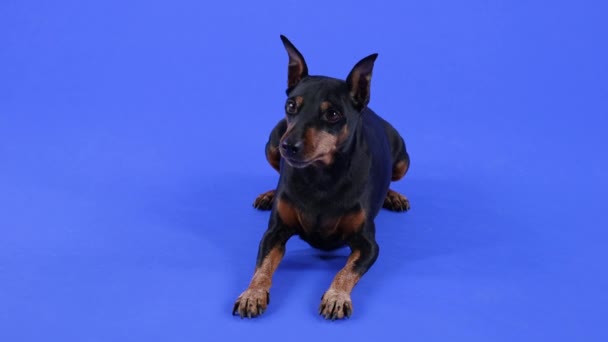 Μπροστά άποψη ενός μινιατούρα pinscher στο στούντιο σε ένα μπλε φόντο. Ο σκύλος λέει ψέματα και κοιτάζει μπροστά του. Αργή κίνηση. Κλείσε.. — Αρχείο Βίντεο
