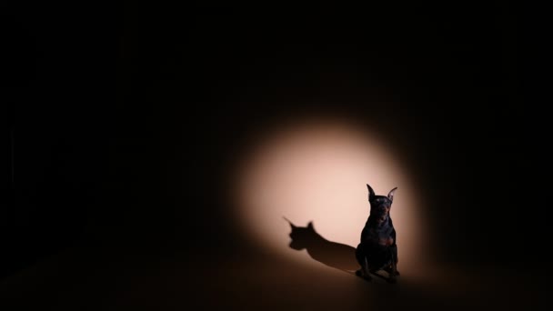 A Miniatűr Pinscher egy sötét stúdióban ül a rivaldafény alatt. A háziállat belenéz a kamerába, megfordítja a fejét. Lassú mozgás.. — Stock videók