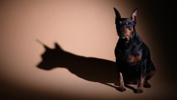 De Miniature Pinscher staat op volle lengte in een donkere studio onder de aandacht. Het huisdier kijkt naar de camera, trilt en tilt zijn linkervoorpoot op. Langzame beweging. Sluiten.. — Stockvideo