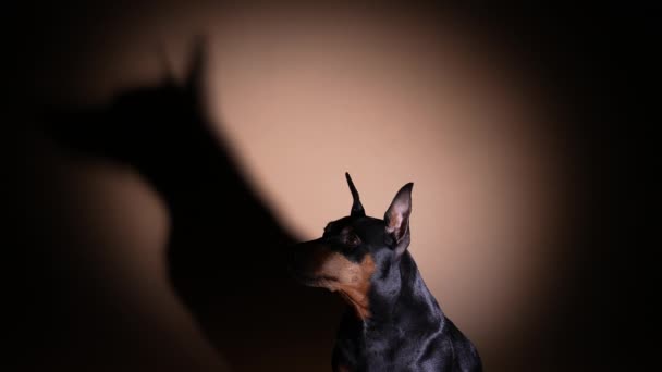 Un pinscher miniature pose dans un studio sombre sous les projecteurs. L'animal est assis et regarde sur le côté, inclinant la tête, son ombre sur le mur répète les mouvements derrière lui. Au ralenti. Gros plan. — Video