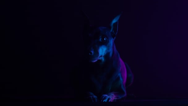 Vooraanzicht van de zwergpinscher liggend in een donkere studio tegen een zwarte achtergrond in het roze licht van neonlampen. Het huisdier onderzoekt alles zorgvuldig. Silhouet. Langzame beweging. Sluiten.. — Stockvideo