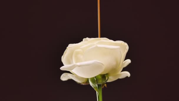 Corriente de chocolate con leche derretida se vierte en una flor de rosa blanca. Los pétalos están llenos de chocolate caliente dulce. La flor está aislada sobre un fondo púrpura oscuro. De cerca. Movimiento lento. — Vídeos de Stock