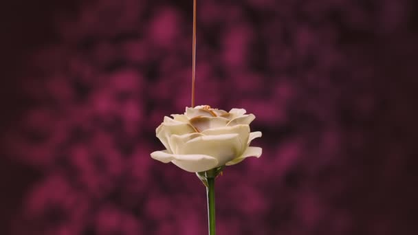 Stream of melted milk chocolate is poured onto a white rose flower. Petals are filled with sweet hot chocolate. Flower is isolated on blurry dark purple background. Close up. Slow motion. — Stock Video