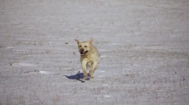Golden Retriever karda dışarı koşar. Yavaş çekim