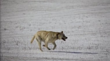 Golden Retriever karda dışarı koşar. Yavaş çekim