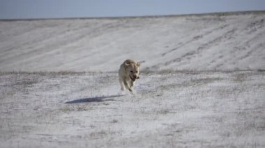 Golden Retriever karda dışarı koşar. Yavaş çekim