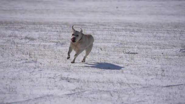 Το Γκόλντεν Ριτρίβερ τρέχει έξω στο χιόνι. Αργή κίνηση — Αρχείο Βίντεο