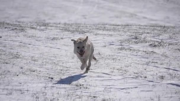 Το Γκόλντεν Ριτρίβερ τρέχει έξω στο χιόνι. Αργή κίνηση — Αρχείο Βίντεο