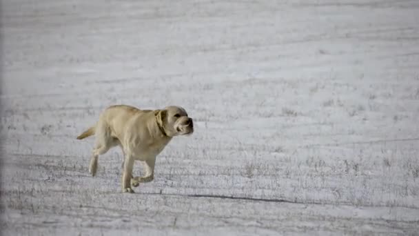 Golden retriever lleva el botín al aire libre en la nieve. Movimiento lento — Vídeos de Stock