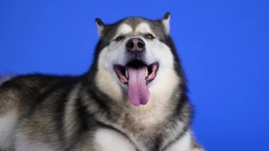 Alaska Malamute stüdyoda mavi arka planda poz veriyor. Hayvan, uzun pembe dili dışarıda uzanıyor ve koyu kahverengi gözleriyle etrafa bakıyor. Köpeğin ağızlığını kapat. Yavaş çekim.