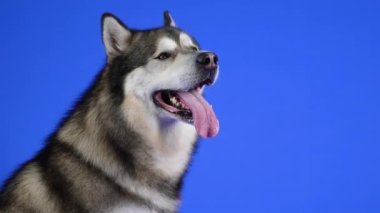 Alaska Malamute mavi arka planda stüdyoda oturuyor. Hayvan dilini çıkardı ve etrafındaki her şeyi inceledi. Ağır çekim. Kapat..