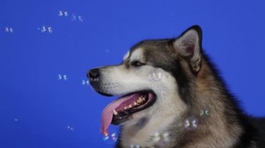 Alaska Malamute stüdyoda mavi arka planda yatıyor. Evcil hayvan dilini uzatır ve etrafında uçuşan sabun köpüklerini yakından izler. Köpeğin ağızlığını kapat. Yavaş çekim.