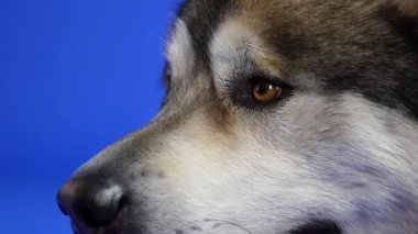 Mavi arka planda Alaska Malamute 'unun profil portresi var. Koyu kahverengi gözlü, burunlu ve evcil hayvanlı bir köpeğin ağzını kapat ve dilini dışarı çıkar. Yavaş çekim.