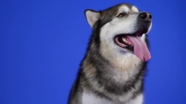 Stüdyoda poz veren sevimli pofuduk Alaska Malamute mavi arka planda. Hayvan kameraya bakar, dilini uzatır ve dudaklarını yalar. Ağır çekim. Kapat..