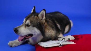 Alaska Malamute patisiyle kırmızı bir yastığın üzerinde uzanır. Stüdyoda mavi arka planda bir kitap ve gözlüklerin yanında. Hayvan etrafına bakıyor, sonra başını kitabın üzerine eğiyor. Ağır çekim. Kapat..