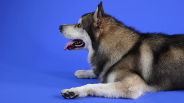 Vue latérale d'un Malamute de l'Alaska couché dans le studio sur un fond bleu. L'animal tourne la tête, regarde la caméra et lèche ses lèvres. Portrait en gros plan d'un chien. Mouvement lent. — Video